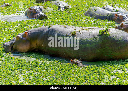 Bébé Hippopotame (Hippopotamus amphibius) REPOSANT À CÔTÉ DE MÈRE DANS L'EAU, EN ZAMBIE Banque D'Images