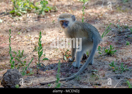Les jeunes singes vervet (Cercopithecus aethiops) LOOKING AT CAMERA, Zambie Banque D'Images