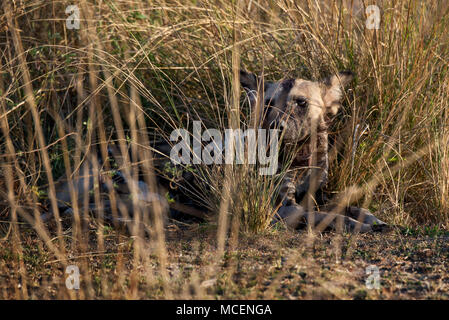 Femme enceinte CHIEN PEINT (LYCAON PICTUS) REPOSANT DANS LA BROSSE, Zambie Banque D'Images