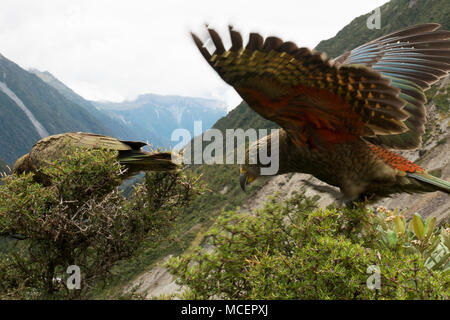 Kea oiseaux dans les montagnes de l'île du sud de la Nouvelle-Zélande Banque D'Images