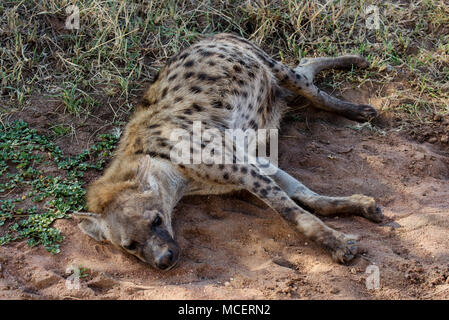 L'Hyène tachetée (Crocuta crocuta) pose à l'ombre, le parc national du Serengeti, Tanzanie Banque D'Images