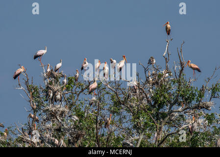 YELLOW-BILLED STORK (MYCTERIA IBIS) ROOKERY À TREE TOP, LAKE MANYARA NATIONAL PARK, TANZANIA Banque D'Images