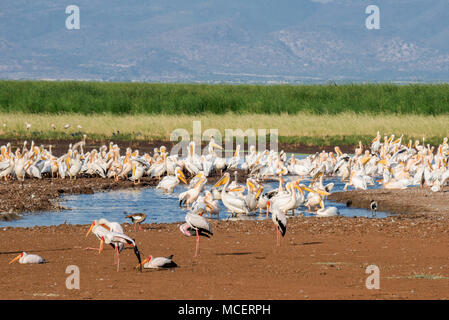 Cigognes à bec jaune( MYCTERIA IBIS) et des grands pélicans blancs (Pelecanus onocrotalus) à l'Abreuvoir, LAKE MANYARA NATIONAL PARK, TANZANIA Banque D'Images