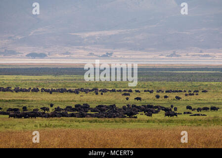 Troupeau de buffle d'Afrique (Syncerus caffer) ET DE L'EST UN Rhinocéros noir (Diceros bicornis michaeli) ALIMENTATION DANS LE cratère du Ngorongoro Banque D'Images