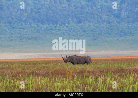 Le rhinocéros noir (Diceros bicornis) dans le cratère du Ngorongoro, Ngorongoro Conservation Area, TANZANIA Banque D'Images
