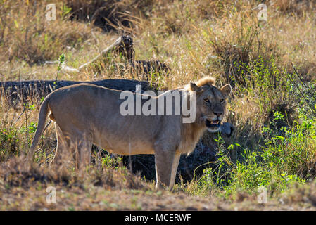 MALE lion (Panthera leo), le parc national du Serengeti, Tanzanie Banque D'Images