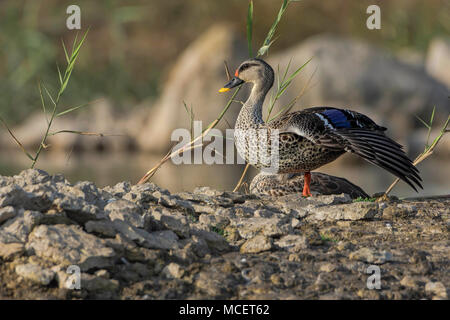 Spot-Billed indien ( Anas Poecilorhyncha Canard Male ) Stretching, Gujarat, Inde. Banque D'Images