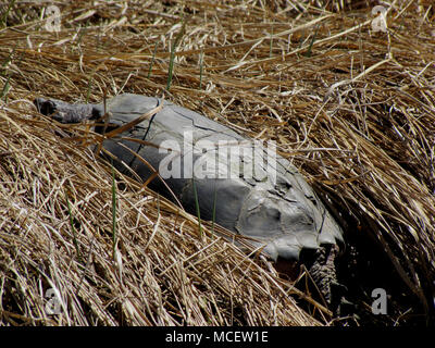 Tortue serpentine près de la rivière Musquodoboit, Meagher's Grant, Nova Scotia, Canada Banque D'Images