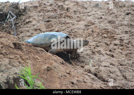 Tortue serpentine près de la rivière Musquodoboit, Meagher's Grant, Nova Scotia, Canada Banque D'Images