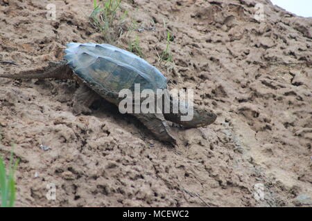 Tortue serpentine près de la rivière Musquodoboit, Meagher's Grant, Nova Scotia, Canada Banque D'Images