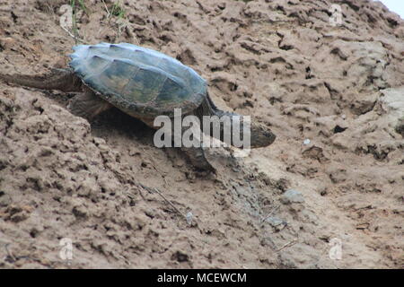 Tortue serpentine près de la rivière Musquodoboit, Meagher's Grant, Nova Scotia, Canada Banque D'Images