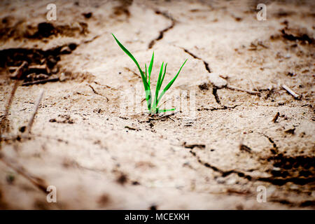 Plante verte en terre craquelée séchées. Banque D'Images