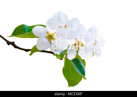 Succursale de blanc de printemps blossom in soft focus. Shallow DOF. Isolé sur blanc. Chemin inclus. Banque D'Images