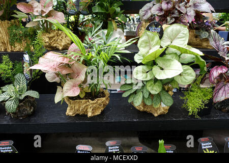 Les planteurs d'intérieur - plantes d'Intérieur sur l'affichage Banque D'Images