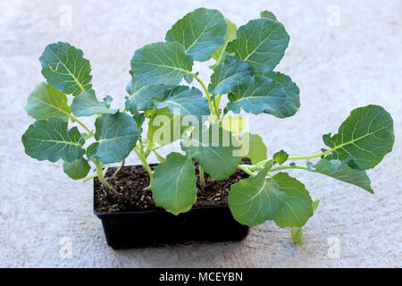 Plants de brocoli isolated Banque D'Images