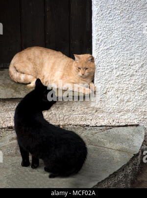 Deux adorables chats jouant ensemble. Les chats à l'extérieur. Banque D'Images