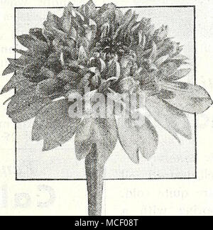 . 4592 Gaillardia-Flowered Scabiosa-Flowered Zinnia mélangé une intéressante et voyante dans cette fleur annuelle populaire. Les fleurs sont entièrement et double double ressemblent beaucoup Gaillardias. Ils mesurent environ 2 pouces de diamètre et sont disponibles dans une large gamme de couleurs. 2 pieds de haut. Pkt. 10c ; grand pkt. 40c ; }j'oz. 60c. Surprise 3020 mélange de fleurs annuelles comprend un large assortiment de voyante, facile à cultiver des plantes annuelles et sert bien où de plus grands lits sont d'être transformé en une émeute de couleurs. Grand pkt. 10c ; oz. 40c ;  % lb. 1,25 $ ; lb. $4.00. De graines, de bulbes, de fournitures de jardin, et font d'excellents livres horticoles Gi Banque D'Images