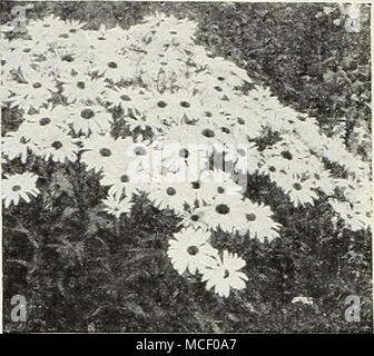 . Marguerite, Alaska Marguerite [^^ Chrysanthemum leucanthemum Marguerites blanc 1949 de l'Alaska. Très tôt, la floraison d'août. A de magnifiques de type marguerite rarement moins de 5 pouces de diamètre. 3 ft. Pkt. ISc ; grand pkt. 40c ; 34 oz. 60c. 1951 Conquérant.Les très grandes fleurs sont d'un blanc pur et sont portées sur de longues tiges robustes. 2J4 à 3 pieds. Pkt. 15c ; grand pkt. 40c ; &gt;4 oz. 60c. 1952 Diener's Giant Double blanc. Grandes fleurs magnifiques sur mesure s po. de diamètre. Ils sont blanc pur et double- bhng resem pleinement un géant aster avec leurs Fleurs disposées de façon lâche p Banque D'Images