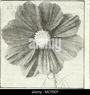 . Dazzler Extra-Early Cosmos Sensation Géant le plus tôt de toutes les fleurs de Cosmos plusieurs semaines d'avance sur tous les autres. A vraiment merveilleuses fleurs de taille exceptionnelle et artistique bien-forme arrondie. La qualité de son nouveau type. 3 à 4 ft. 2037 Crimson. Une couleur très riche. 2046 Dazzler. Le bien-formé, de larges pétales fleurs sont un ap- peler deep crimson amarante. 2038 Pinkie. Une magnifique rose clair. 2039 La pureté. Fleurs blanches exquises. Au-dessus de l'Atiy : Pkt. iSc ; grand pkt. 30c ; ^ oz. 60c. Sensation 2040 mixte. Inclut les trois couleurs. Pkt. 15c ; grand pkt. 30c ; ]4 oz. 60c. Le Cosmos Double précoce Banque D'Images