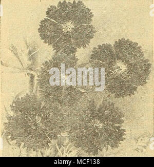 . Nouvelle literie, pétunia, yeux brillants Médaille de Bronze FFmner-New Pétunia Literie Â® Bright Eyes 3321 Dianthus Westwood une beauté plus délicieux nouveau Pétunia nain remarquablement uniforme de croissance compacte. Les plantes sont environ 9 à de hauteur et sont couverts pendant l'été et l'automne avec des fleurs d'un ravissant light rose-rose avec une gorge blanche marquée. Idéal pour la literie et les frontières. Pkt. 25 c ; grand pkt. 75c. Mention honorable Dianthus Â® 2238 Westwood beauté un nouveau type, le résultat du croisement le Heddewigi et chinensis types combin- ment les grandes fleurs ouvertes de l'ancien avec la longue tige de Banque D'Images