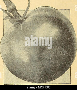 . Début idéal le plus tôt sortes 914 début idéal. 70 jours. Une qualité de production uniforme et exceptionnelle variété avec de grandes et profondes, fruits en forme de globe- d'une riche couleur écarlate. Exempt de fissures et reste en bon état longtemps après avoir été pris. La chair rouge riche pulpeuse. Pkt. 15c ; ^ oz. 40c ; oz. 7Sc. 894 Bonny Best. 73 jours. Une variété précoce, populaire partout. Les fruits sont écarlates, presque ronde et sont pro- duits dans l'abondance. C'est aussi un bon de forcer la tomate. Pkt. 10c ; 54 oz. 3Sc ; oz. 60c ;  %. lb. 2,25 $. 917 John Baer. 66 jours. Similaire à Bonny Best mais avec un feuillage plus dense Banque D'Images
