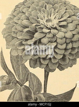 . Belle chambre double nos géants de Californie variété spéciale de cette magnifique Zinnia pro- duces fleurs de taille colossale, des spécimens mesurant de 5 à 6 pouces à travers n'est pas inhabituelle. Les plantes sont d'habitude extrêmement robuste, atteignant une hauteur d'environ 3 pieds, et ne devraient pas être espacées de 2 à 3 pieds de distance pour permettre le plein développement. Ils portent de nombreuses habitations semi-double, pour la plupart très globulaires toutes les fleurs de la plus grande taille, ce qui les rend d'une grande valeur dans de grands lits, des frontières, etc. Ils fleurissent à partir de début de l'été à la fin de l'automne. 4545 Amélioration de la jonquille. Jaune canari. 4546 Queen Colden. Jaune citron lumineux. 4 Banque D'Images