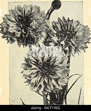 . -Barbeaux ® Sweet Royal Sultan ® Centaurea imperialis grandes fleurs parfumées portées sur de longues tiges. De juin à août. 2T/z pi. de hauteur. Facile à cultiver et extrêmement libre circulation- ering. 1891 L'Amarante rouge. 1892 Rose brillant 1893 Lavande profonde. .. Deep Purple 1894 1896 1901 Blanc pur jaune (Suaveolens), l'une de ces : Pkt. 10c ; grand pkt. 30c. 4796 Collection de Sweet Royal Sultan un paquet chacune de six A g - couleurs , de bonne valeur, 60c, d'Ultra-Double »*** Dreer barbeaux Bleuet Double Nain ® 1867 Jubilee Gem. Neat, compact et bien ramifié plantes couvertes avec double bleu foncé bleu ... Banque D'Images