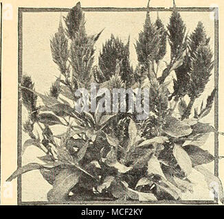 . Cockscomb à plumes Plumes Cockscomb, Lilliput Celosia plumosa 1845 Magnifica, Plume d'or. Très grand, lumineux jaune d'panaches. 3 pieds. Pkt. 10c ; grand pkt. 40c. 1847 Magnifica, plumet écarlate. Plumeux gracieux panaches écarlate brillant. 3 pieds. Pkt. 10c ; grand pkt. 40c. 1852 Plumosa magnifica. Mixte. De nombreuses couleurs. 3 ft. Pkt. 10c ; grand pkt. '30c ; j&lt;4 oz. SOc. 1853 Lillipuf, Fire Feather. Rouge feu brillant. En 18. Pkt. ISc ; grand pkt'. 60c. 1855 Lilliput, Golden Feather. Bril- liant jaune doré. En 18. Pkt. ISc ; grand pkt. 60c. 1859 Pyramidalis, flamme de feu. Pl Compact Banque D'Images