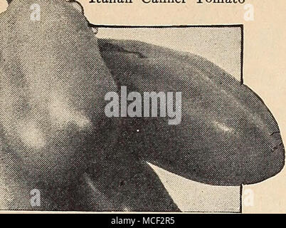 . 915 tomate italienne Canner 70 jours. Une variété distincte portant une récolte d'énormes moyennes fruits rouge vif de forme oblongue. L'intérieur du fruit est solide et pulpeuse. En raison d'être extrêmement productifs c'est un grand favori pour conserver son ensemble, en particulier dans du sirop. Pkt. 15c ; J'oz. 50c ; oz. 85c. N'avet, Fr, Navone, Ital. Le navet, l'ONSA Sp. Weissrueben, Ger. Semer une once de 200 pieds d'exercice, deux livres pour l'acre. CULTURE -Pour une récolte précoce planter J de pouce de profondeur dans l'ouvert au printemps, en 18 à 20 exercices de pouces à part. Les minces semis pour reposer de 3 à 4 pouces à part. Pour su Banque D'Images