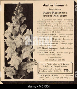 . Balleya ® Sunray 1418 Désert Multiradiata. Une charmante plante du désert d'une apparence cultivée thrifty. Les plantes poussent un pied de hauteur. Ils ont des tiges laineux gris vert et de feuillage. Les gracieuses fleurs sont d'un pouce et demi de diamètre, avec une amende de ruffle festonné rayons joliment jaune vif pétales sxir- l'arrondissement le plus profond centre jaune. Pkt. 20c ; grand pkt. 75c. L'Ultra-Double Dreer barbeaux ® 1871 Garçon noir. Bordeaux riche et profond. 1873 garçon bleu. Drap bleu. 1875 Pinkie. Une magnifique rose vif. 1877 garçon rouge. Le meilleur de l'ombre rouge. 1879 Neige. De grandes fleurs blanches. De l'un ny Banque D'Images