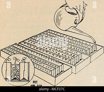. Dennison Semences pratique Starter Set l'ensemble se compose de trois boîtes de carton étanche spécialement préparé, contenant chacun des bacs dans lesquels différentes variétés de graines peuvent être semées. En raison de la façon dont les plateaux sont con- structed l'arrosage est obtenu à partir de être- neath élimine toute possibilité de laver les graines. Cela donne également la pleine assurance que l'humidité sera toujours disponible pour les racines. Ces ensembles sont destinés à la germination des graines seulement. Après le semis sont de la taille de la plantation de plantes peuvent être cultivées sur le livre vert soit dans des pots ou dans la garde Banque D'Images