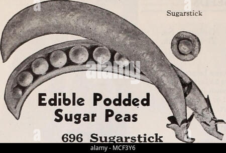 . Gousses comestibles Pois Sucre 696 Missfannie les épaisses, charnues, tendres gousses sont entièrement sans fil et d'excellente saveur. Si désiré, la ronde peut être grand pois écossés et cuits séparément des gousses. Plus un désir- en mesure nouvelle variété en circulation pour sa saveur, texture tendre, et la productivité. 4'pousse pieds de haut. Pkt. 15c ; j lb. 45c ; lb. 80c ; 2 lbs. S1.50 ; 5 lbs $3.50, prepaid 640 début nain de sucre. Les gousses vert clair 3 pouces de longueur. Alors que les jeunes d'offres. Très productive, 2 pieds. Pkt. 10c ; ^ lb. 25c ; lb. 40c, 75c, 2 lbs 5 lbs 1,75$, payé par anticipation. 662 Sucre de fusion. La rupture fragile à la saveur sucrée, p Banque D'Images