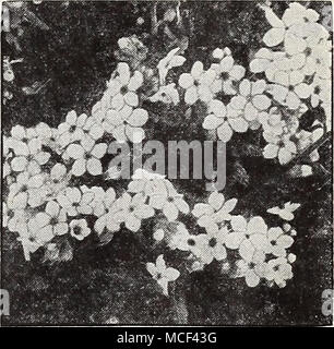 . Myosotis alpestris Myosotis, bleu royal M A ® Forget-Me-Not ces plantes sont très populaires pour la masse ing en lits ou frontières. Ils ont besoin de la protection d'hiver. Les semences peuvent être semées à tout moment à partir du printemps jusqu'à la mi-été. 3047 alpestris, Messidor. Grandes fleurs bleu riche, sur de longues tiges. Pkt. 15c ; une pkt. 50C. 3049 - rosea. A une belle, grande, fleurs de rose. Pkt. 10c ; une pkt. 50C. 3051 - Bleu royal. Fleurs bleu indigo riche sur les plantes 9 pouces de haut. La floraison commence en avril. Pour splendide bed- ding. Pkt. 15c ; une pkt. 60c. 3057 - Victoria. Chefs de grande Fine bleu azur clair fleurs. Faire Banque D'Images