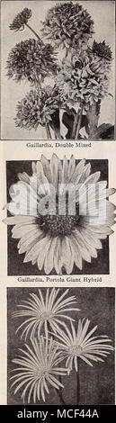 . Gerbera- -Daisy-^jm %. ^^ M : Gourdes, Mixte Couverture Gaillarde variétés annuelles fleur fleurs voyantes extrêmement ® produits de façon continue depuis le début de l'été jusqu'en novembre. Excellent pour les lits, des frontières, et de coupe. Sow où à la floraison. 1| pieds de haut. 2427 picta, chef indien. MetaUic scintillants bronzy rouge à centre. Seul. Pkt. 10c ; j'oz. 2Sc. 2430 mixte unique. Comprend de nombreuses couleurs fines. Pkt. 10c ; J'oz. 25C. 2432 {Lorenziand mixte double). Très voyante, fleurs très doubles, dans des tons de orange, écarlate, et de cramoisi. Peut se tenir à la chaleur et à la sécheresse. Fleurit librement jusqu'à gel. Banque D'Images