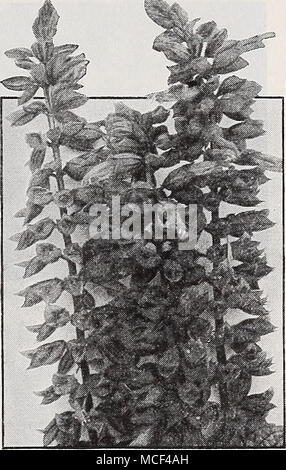 . Salvia Sauge écarlate-5^age prêt {America 1 mai Scarlet Sage). C'est le meilleur de tous les Sages écarlate, étant le plus tôt, le plus libre et le plus bloomer en continu. Il est également le plus uniforme dans l'habitude de croissance. 25c chaque ; 2,50 $ douz. Le Roi pourpre. Une nouvelle variété d'un riche pourpre-Prune. Très efficace pour le jardin. 25c chaque ; 2,50 $ douz. Le superbe Dreer Petinia.S-prêt puis-je les deux souches de pétunias proposés ici ont été proclamées par les experts et amateurs aUke comme un des meilleurs à avoir n'importe où dans le monde entier. Ils sont le résultat de la plupart des sélections laborieuses menées pour le mo Banque D'Images