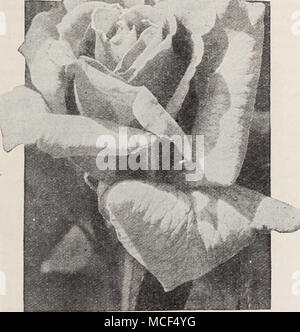 . Mme Sam McGredy Mme Sam McGredy (McGredy, 1929). La couleur de cette belle variété est tout à fait distincte de n'importe quoi encore vu à Roses, une merveilleuse combinaison de nuances éclatantes. Un beau rouge-orange cuivré est fortement rincé avec Lincoln- rouge sur l'extérieur des pétales, et ces couleurs ensemble donnent une riche et presque effet d'éblouissement. Les fleurs sont de grande taille et de belle forme. Ils possèdent la bonne plénitude afin de les rendre utiles pour tous les usages. Ils sont très librement produites et délicatement parfumées. La plante a une vigoureuse et excep- stances de l'habitude et est l'un des Banque D'Images