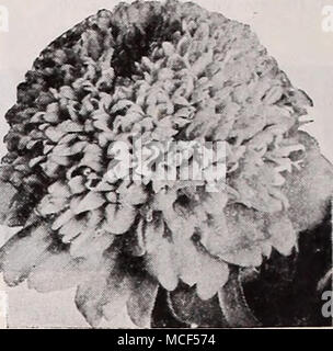 . J'4989 Collection de nouveaux et distincts les Zinnias un paquet chacune des 6 variétés décrites ci-dessus, la valeur SI.05, pour 75C. Scabiosa-Flowered 1 teintes Automne Zinnia ZINNIA 4632 Scabiosa-Flowered surprenantes nouvelles teintes d'automne un magnifique de la nouvelle souche Scabiosa fleur Zinnia qui, selon l'ac- raiser, viennent parfaitement fidèle à la formation typique des fleurs. Une superbe gamme de couleurs de teintes d'automne - orange, marron, roux, carmine, et beaucoup d'autres teintes inhabituelles. Pkt. 15c ; une pkt. 60c ; { oz. Sl.OO. 4592 Gaillardia-Flowered ou Mixte Navajo Fleurs de beauté saisissante figuratif Banque D'Images