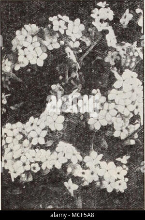 . Myosotis alpestri- ;. Myosotis bleu royal H Forget-Me-Not quelques fleurs de printemps sont plus admirées que le charmant Forget-Me-nots qui sont particulièrement efficaces lorsque cultivées en masses. Par- et bisannuelle hardy si donné légère protection grâce à l'hiver. Les semences peuvent être semées à tout moment du printemps jusqu'à la mi-été. L'Alpestris variétés et Dissitiflora fleurissent en avril, et sont largement utilisés pour la literie ou les frontières en rapport avec les bulbes de printemps-, Pensées, etc. l'Palustris sortes ne fleurissent jusqu'à mai, mais continuer jusqu'à l'automne. 9 à 12 pouces. 3231 alpestris, bleu royal. Indigo riche-blu Banque D'Images