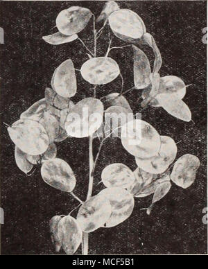 . L'honnêteté l'Honnêteté-Moonwort Moonwort-® 2801 Lunaria biennis alba. Une biennale hardy admiré pour ses sachets de semences argenté qui sont utilisées pour les ornements de la chambre qu'ils présentent une belle et plutôt curieuse apparence. Particulièrement intéressant lorsqu'il est combiné avec les cosses de graines de Physalis Francheti. De jolies et grandes fleurs blanches. 3 ft Pkt. 10c ; J'oz. 30c. Hunnemannia ® tulipe jaune géant, du pavot à opium, Santa Barbara Bush 2821 Fumariaefolia ou Eschscholtzia. C'est de loin le meilleur de la famille du pavot pour la coupe, reste en bon état pendant plusieurs jours. Semence semée au début de mai, aura, d'ici le milieu de J Banque D'Images