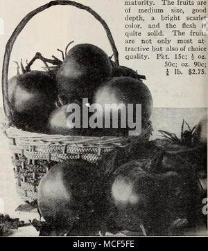 . Les tomates de la rivière Rouge au début de la deuxième et principale culture 891 la beauté. Un tri très productive avec de gros fruits lisses de rose violacé. Chair solide d'excellente qualité. Pkt. 10c ; £ oz. 25c ; oz. 40c ; lb. $1.25. 897 Coussin cramoisi ou beefsteak. Grande taille, solide, et lisse. Similaire à Ponderosa, sauf en couleur qui est riche Crimson. Pkt. 10c ; 5 oz. 30c ; oz. 50c ; lb. 1,50 $. 904 Dwarf Champion. Très forte, plantes naines, lisse, solide, rose violacé fruits. Pkt. 10c ; 5 oz. 35c ; oz. 60c ; lb. 1,75 $. 906 Pierre Nain. Rond, très solide, des fruits écarlates, mûrissement uniformément et d'excellents fla Banque D'Images