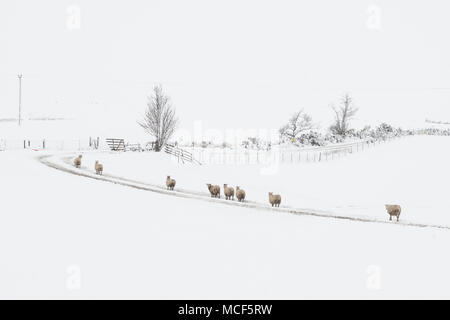 Moutons dans une ligne de marcher sur la voie dans la neige Banque D'Images