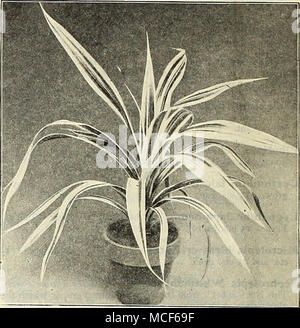 . ^Siflora PANDANUS VEITCHI Pa-PrinoepS (Passion Flower). Une variété rare que nous sommes seulement en mesure d'oflTer parfois, c'est l'un des meilleurs grimpeurs de serre avec débit rouge vif- ers. Les plantes fortes, 50 cts. chaque. Peperomia. Maculosa. Un joli, nain, feuillage ornemental, l'usine étant feuilles épaisses, vert brillant gris-blanc veiné, dépasser de plus en plus utiles qu'un pot pour la fenêtre ou véranda boîtes. 2S cts. Chaque ; 2,50 $ par douz. Pliilodendron. Spectabiiis. Une intéressante cuisinière Plante avec grand cœur- forme de feuilles vert foncé, avec des veines. ^I.SO chacun. Pertusum. Une usine de cuisinière de montée Banque D'Images