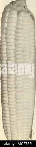 . Elxtra CORNâSweet ou sucre variétés tôt ADAMS. Très rustiques, producinE oreilles environ 7 pouces de long. 2 lb, 40 ct.s. ; 10 lbs., .^l.UO ; 100 livres., 14,00 $. L'URKER ARISTOCRATE. Ce début de maïs doux a été cultivée pendant des années par un jardinier qui .â chariot à la fournitures d'aristocrates à Newport R. I. C'est une variété précoce, mûrissement avec les tiges poussent Cory ; quatre à six pieds de haut ; les oreilles de bonne taille avec 8 à 10 rangées de grandes céréales. 2 lb, 60 eta. ; 10 lbs., $--&gt ;.S0 ; 100 livres., 20,00 $. DREER'S "'ENDEXCE INDEI" (Nouveau). Un ciuality, 8, 10 ou 12 rangs de maïs une grande oreille, en moyenne de 7 pouces de long ; Banque D'Images
