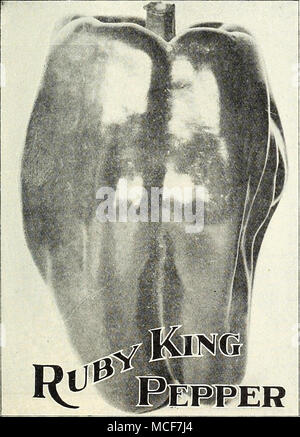 . RUBY KING. (Voir coupe.) Une variété qui est excellent pour les mangues et de décapage. Les fruits sont d'environ quatre pouces de long, chair épais et très doux. La couleur est vert foncé, tandis que les jeunes, se tournant vers un rouge vif à maturité.  % Oz., 25 cts. ; oz., 40 cts. ;  % lb., .$1.10 ; lb., .$4.00. PIMIENTO. Le plus doux de tous les poivrons. De taille moyenne et productifs. La chair est épaisse et lorsque mûre les poivrons sont une couleur rouge brillant et très attrac- tive. C'est très bien pour la farce et qu'il peut être utilisé dans les salades d'office et pour l'assaisonnement.  % Oz., 25 cts. ; oz.. 40 cts. ; 14 lb., .$1.10 ; lb., 4,00 $. Le géant chinois. P Banque D'Images