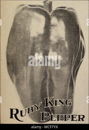 . Ruby King". {Voir couper.) Une variété qui est excellent pour les mangues et de décapage. Les fruits sont abcut quatre pouces de long, chair épais et très doux. La couleur est vert foncé, tandis que les jeunes, se tournant vers un rouge vif à maturité. ^ oz. 30cts.;oz., 50 cts. ;  % lb.,;SSl.S5 ; lb., SS-So. ^ pimiento. Le plus doux de tous les poivrons. De taille moyenne et productifs. La chair est épaisse et lorsque mûre les poivrons sont une couleur rouge brillant et très attrayant. C'est très bien pour la farce et qu'il peut être utilisé dans la préparation de salades et pour l'assaisonnement. yi^ oz., 30 cts. ; oz., 50 cts. ;  % lb., JMD-SS ; lb., ; ?S.5o. Cllinese Gian Banque D'Images