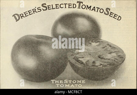 . Comète. {D3.50. T.iOriIlard. (Forçage.) Un bon tri pour forcer sous verre ainsi que pour la culture en extérieur ; brillant rouge, lisse, au début. Oz., 25 cts. ; '4 lb, 75 cts. ; lb. $2.75. €arly Detroit. Une nouvelle variété précoce, avec la peau d'une belle couleur rose violacé-. Les vignes faire une strongej la croissance que la plupart des autres sortes de roulement et continuer tout au long de la saison. De taille moyenne à grande, presque rondes, lisses, solides et d'excellente saveur. Oz., 25 cts. ; l^ lb., 85 cts. ; lb., I3.00. (Juin Rose. La demande d'un tomate rose sera fournie de façon satisfaisante par cette variété, whi Banque D'Images
