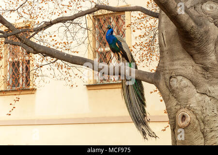 Beau paon coloré assis et posant sur le massif de la direction générale de l'ancien arbre du jardin au printemps 24. Banque D'Images