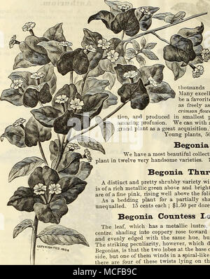 . Bougainvillea Sa&gt ;-deriaka. Begonia Thnrstonii. Une variété arbustive assez distinctes et d'un épais feuillage lourd, qui est d'un riche vert métallique au-dessus et dessous rouge vif ; les fleurs sont d'un beau rose, passant bien au-dessus du feuillage. Comme une plante à massif pour une position partiellement ombragé cette variété est inégalée. 15 cents chacun ; 1,50 $ la douzaine. Begonia Conntess Louise Erdody. La feuille, qui dispose d'un lustre métallique, argenté foncé au centre, l'ombrage en rose cuivré vers la marge, qui est largement et uniformément bordées de la même teinte, mais plus sombre et plus brillante. Le s Banque D'Images