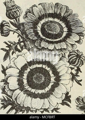 . MONTBRETIAS. L'un des meilleurs bulbes d'été, belle pour la coupe. Voir illustration rouge col sur le couvercle arrière, et offrent à la page 94. Chrysanthème Caméléon Nouvel DÉBUT DE L,arge Golden-Yellow à fleurs Cosmos, " Klondike." 5656. En cela, nous avons enfin une couleur jaune doré au cosmos qui a la taille de fleur de la célèbre rose et blanc sortes, et en même temps fleuriront tôt. Il s'agit d'un croisement entre la petite et la grande floraison précoce jaune floraison tardive sort-ayant les qualités de^b e parents sans leurs défauts. .Semées en mars et tran&gt;planté à l'open grou Banque D'Images