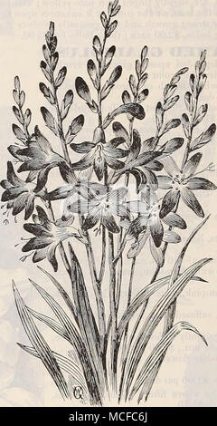 . MONTBRKTIA. HYACINTHIS CANDICANS. (Cape H.vaciiith.) un snow-tandis que la floraison d'été hy- acinth croissante, 3 à 5 pieds de hauteur, gracefidly surmontée avec de 20 à 30 blanc pur fleurs en forme de cloche. 5 cts. chaque, 50 cts. par doz. ; par la poste 10 cts. extra. Madère OU MIGNONNETTE YINE. Une rapide-giowing vine, couvrant un grand espace dans un court laps de temps. Charnue, feuilles en forme de cœur d'un vert clair, et de nombreux racèmes de fleurs duveteuses, de délicieux parfum. Un beau- tiful populaires et vigne. 5 cts. chaque, 40 cts. par doz. ; en mai ! 10 cts. extra. Banque D'Images